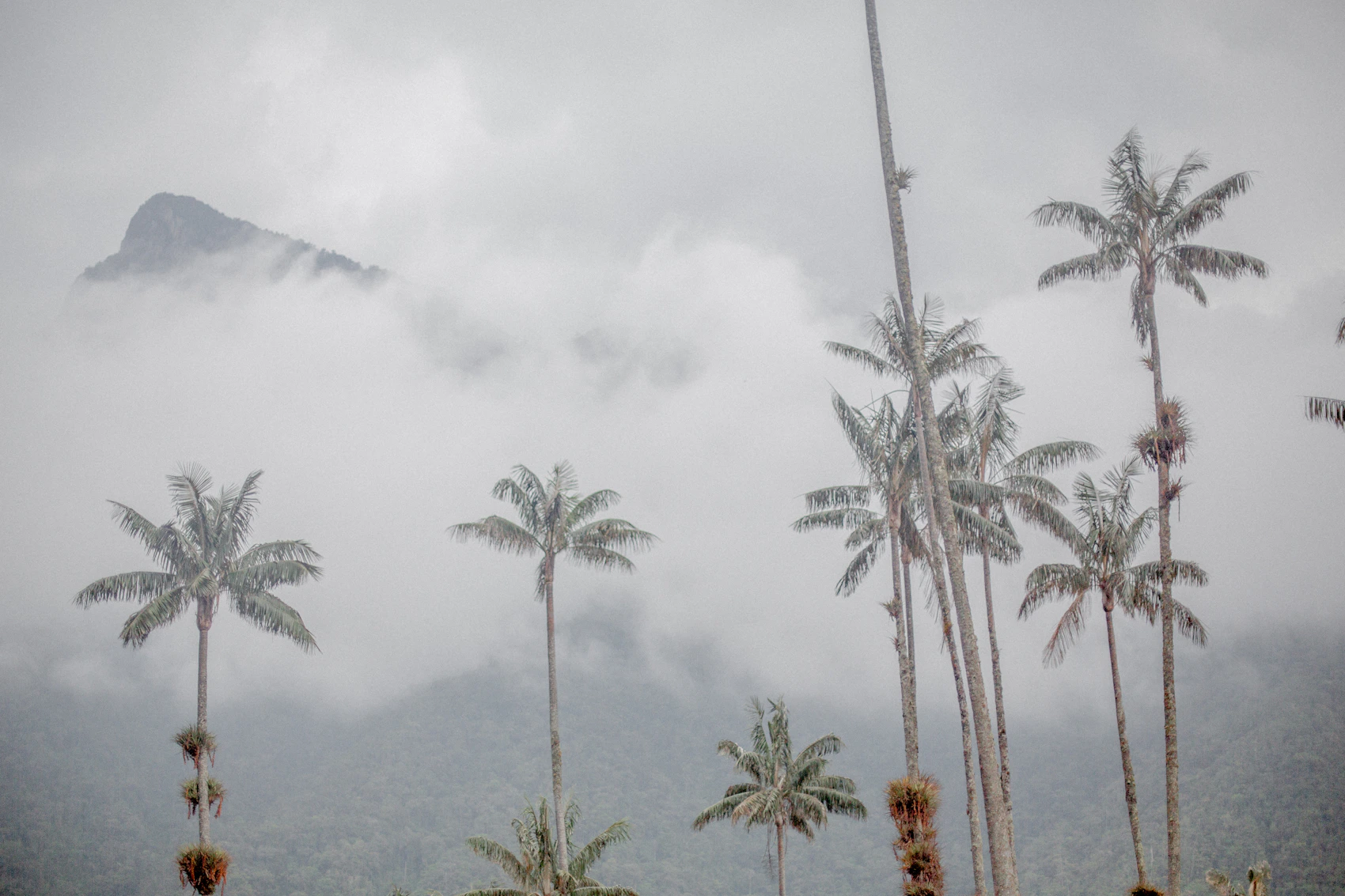 Tall wax palms rising through the mist in Colombia’s Cocora Valley