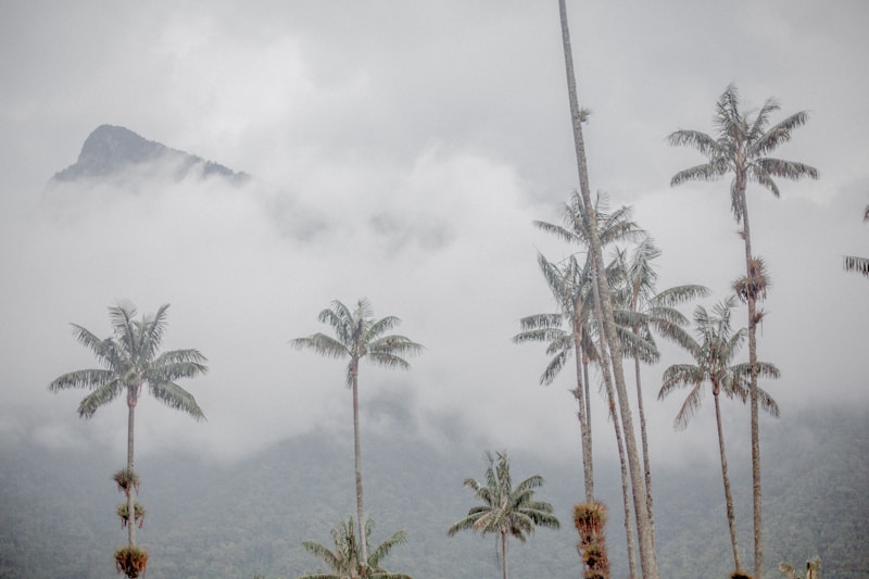 Cocora