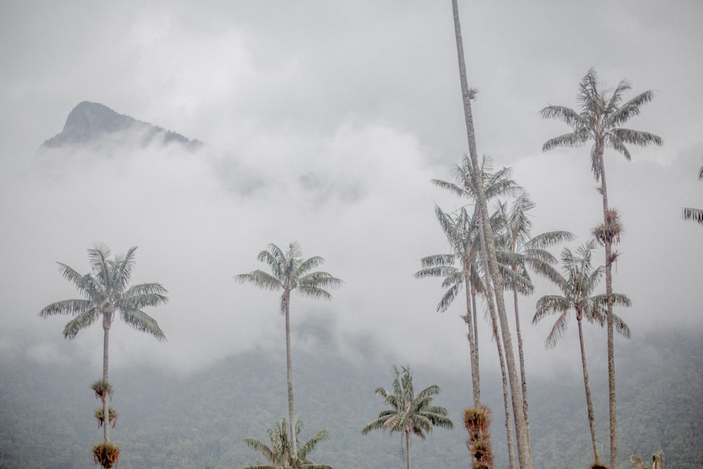coconut trees by a foggy mountain