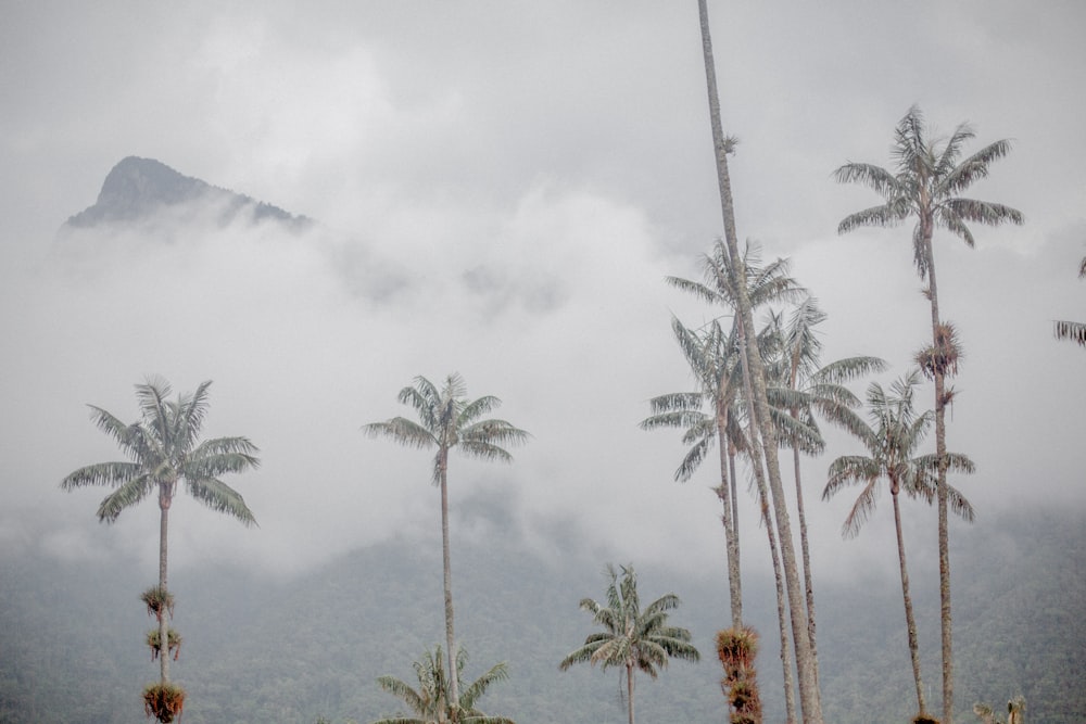 Cocotiers près d’une montagne brumeuse