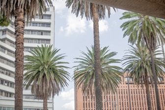 six coconut trees