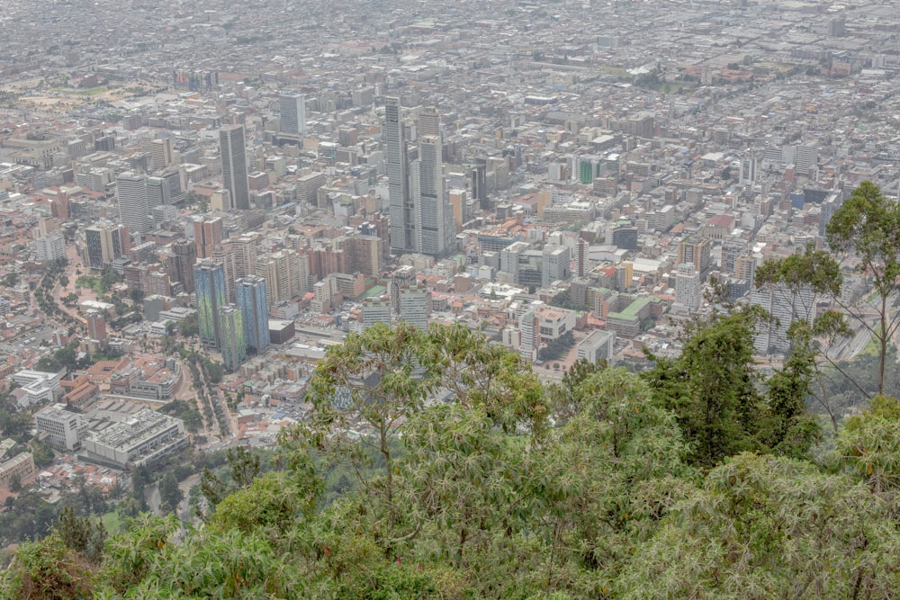 Árboles verdes cerca de edificios