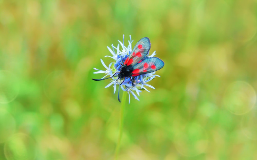 selective focus photography of blue and red flying insect on blue-petaled flower