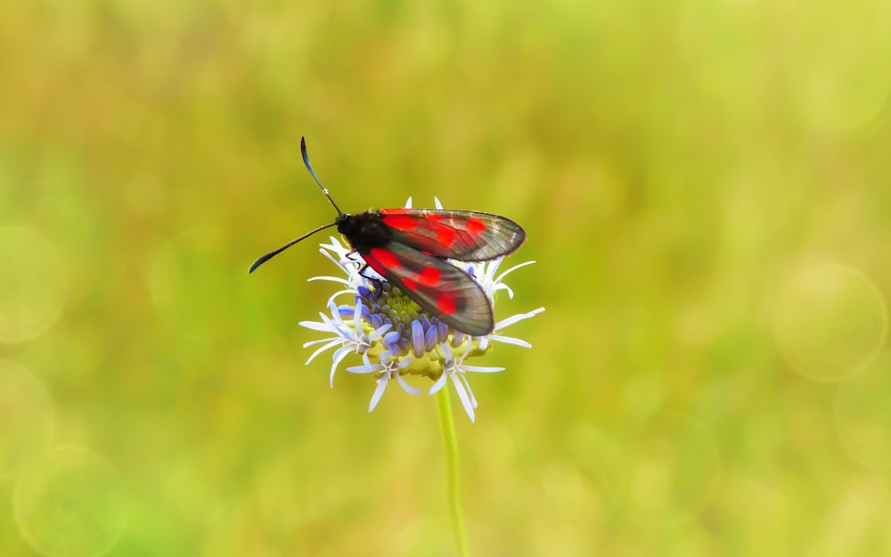 red and black flying insect