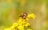 A bee is perched on a vibrant cluster of yellow flowers, surrounded by a softly blurred, green and yellow backdrop that adds to the peacefulness of the scene.