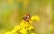 A bee is perched on a vibrant cluster of yellow flowers, surrounded by a softly blurred, green and yellow backdrop that adds to the peacefulness of the scene.