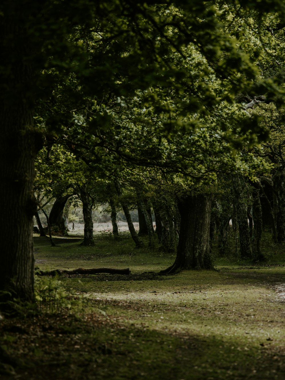 green leaf trees