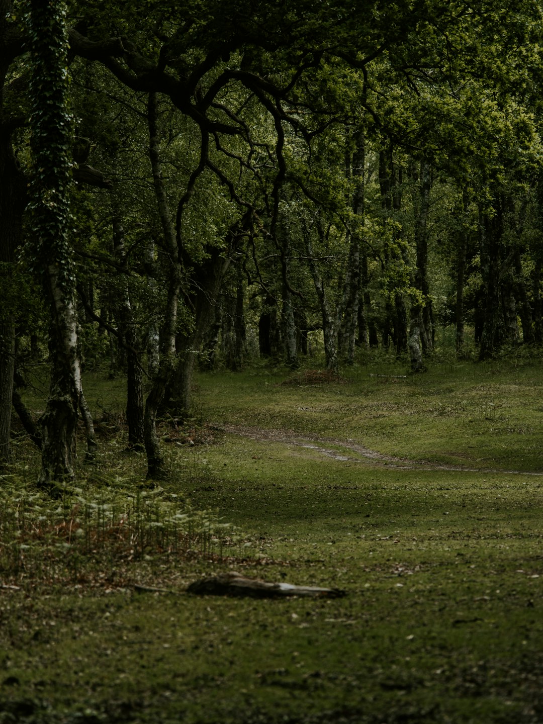 green-leafed trees in the forest