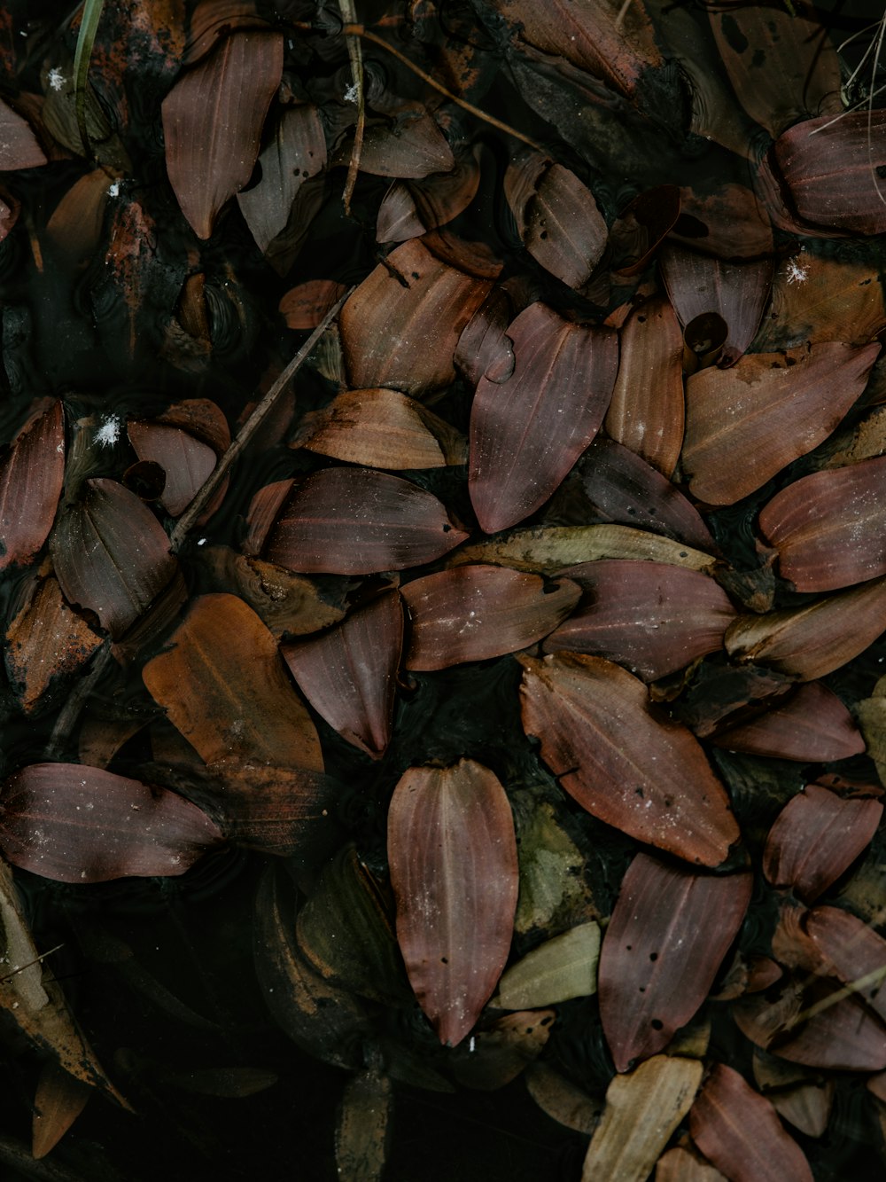 Coffee leaf rust фото 47