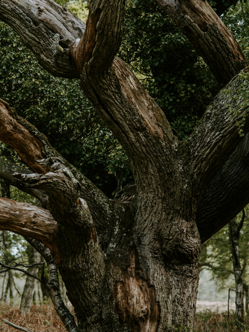 green-leafed tree