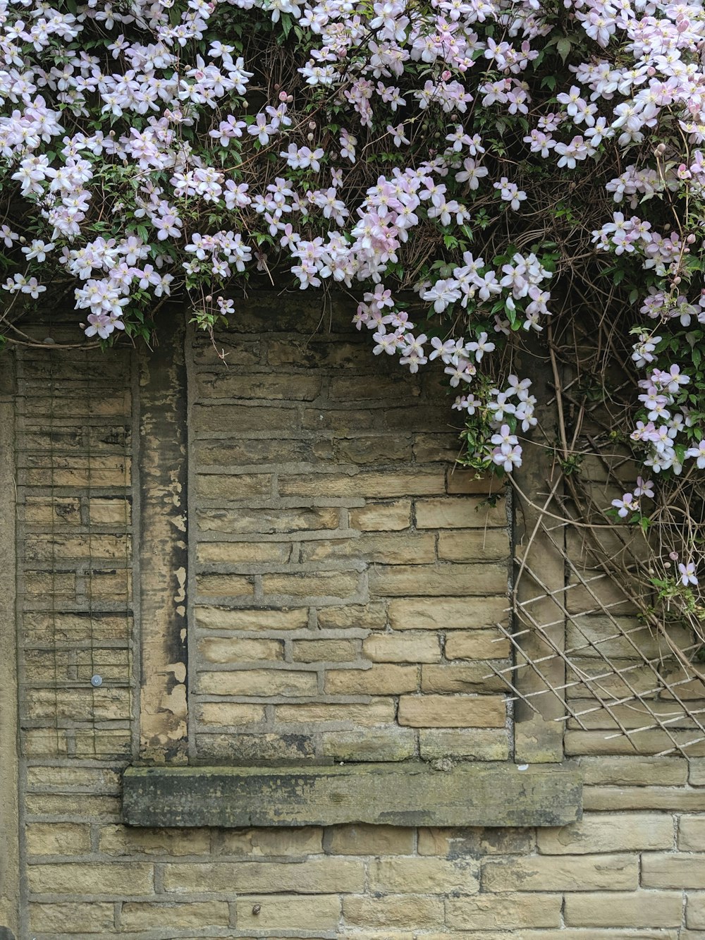 fleurs aux pétales roses