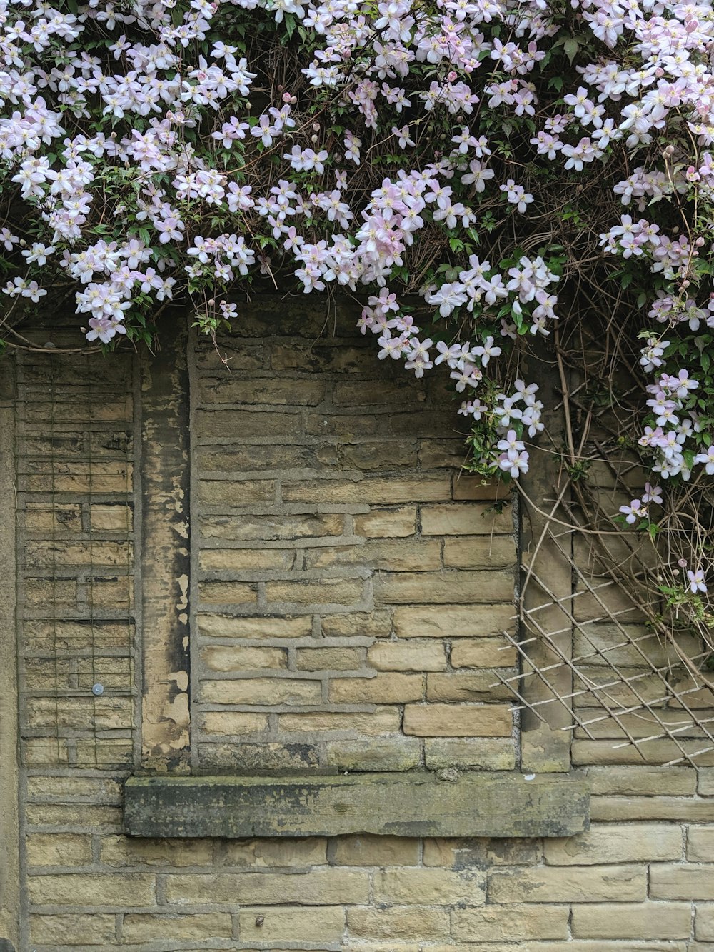 Wall Flower Pictures | Download Free Images on Unsplash