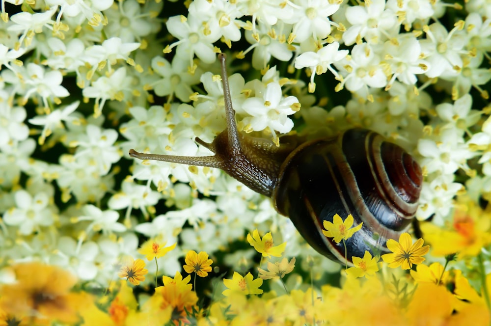 brown snail