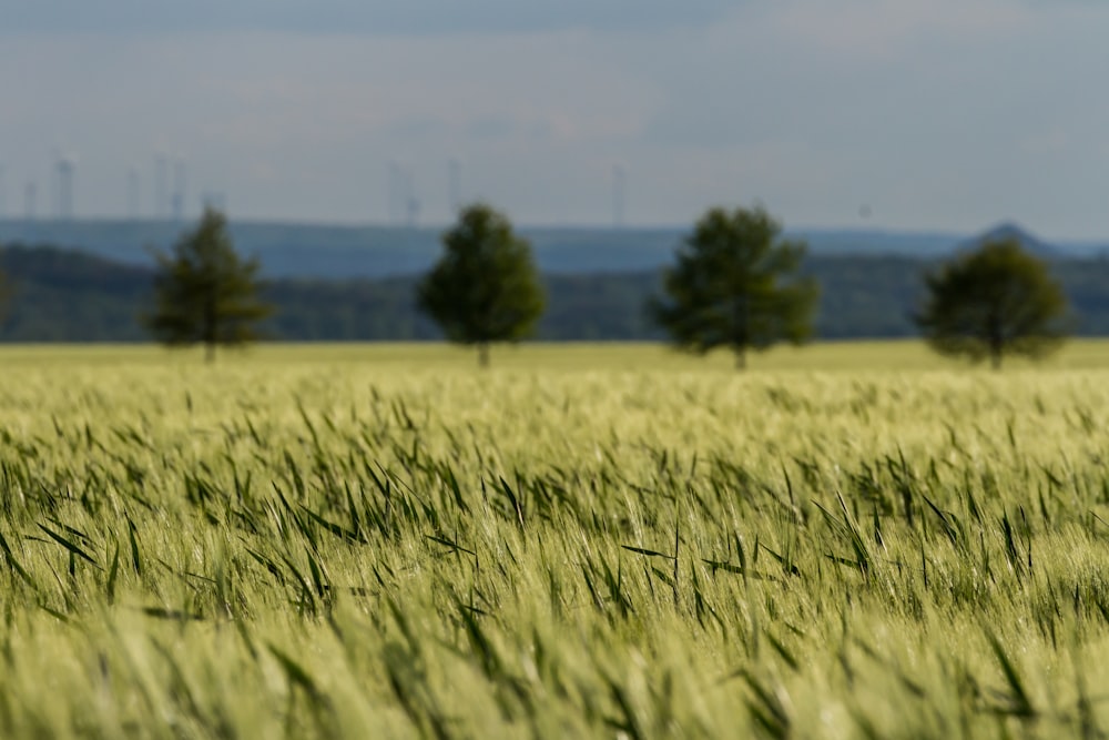 green grass field