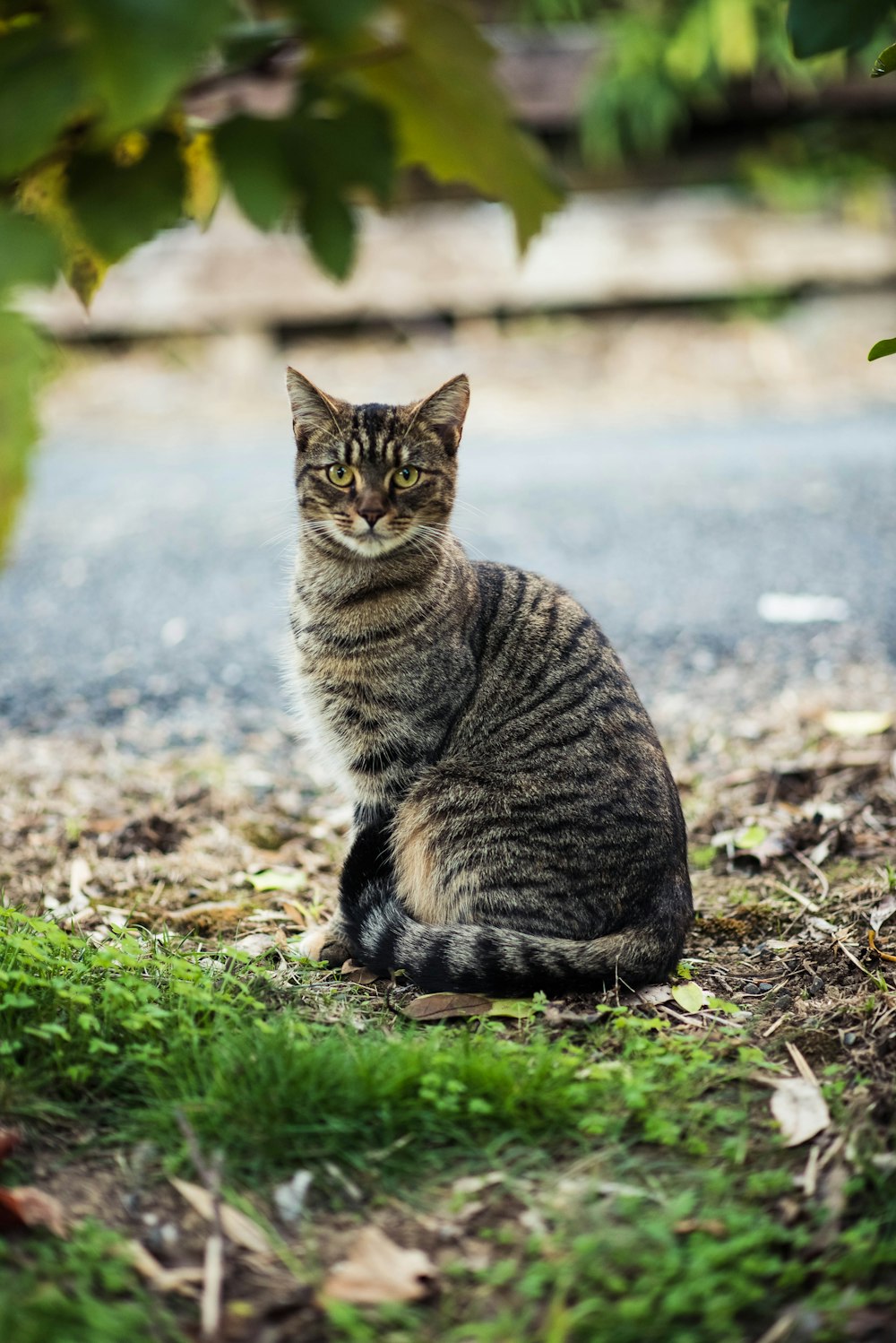 black and gray tabby cat sitting on the ground