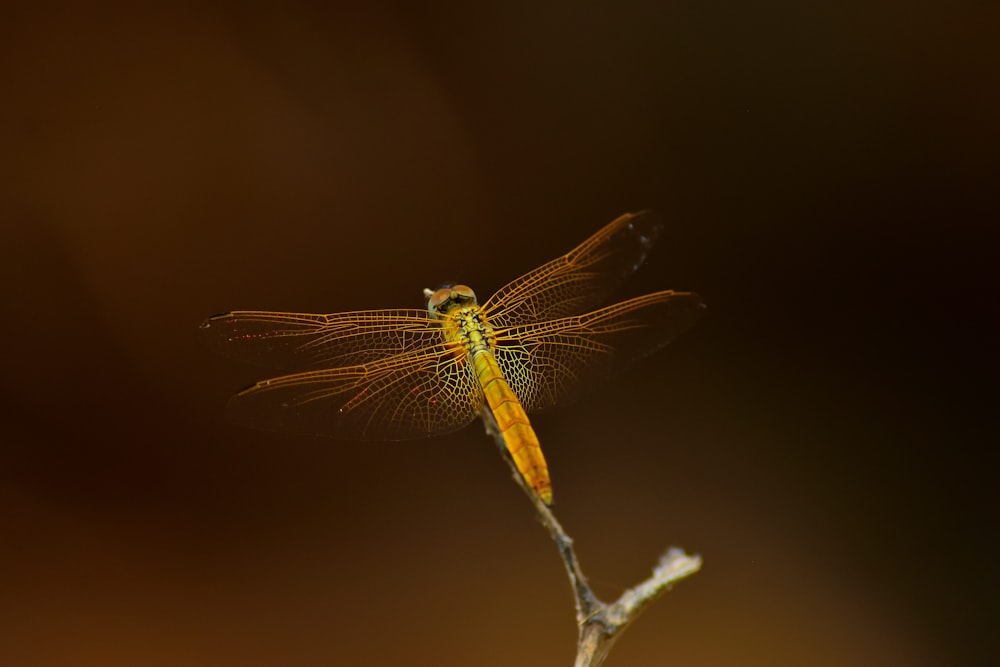 orange dragonfly