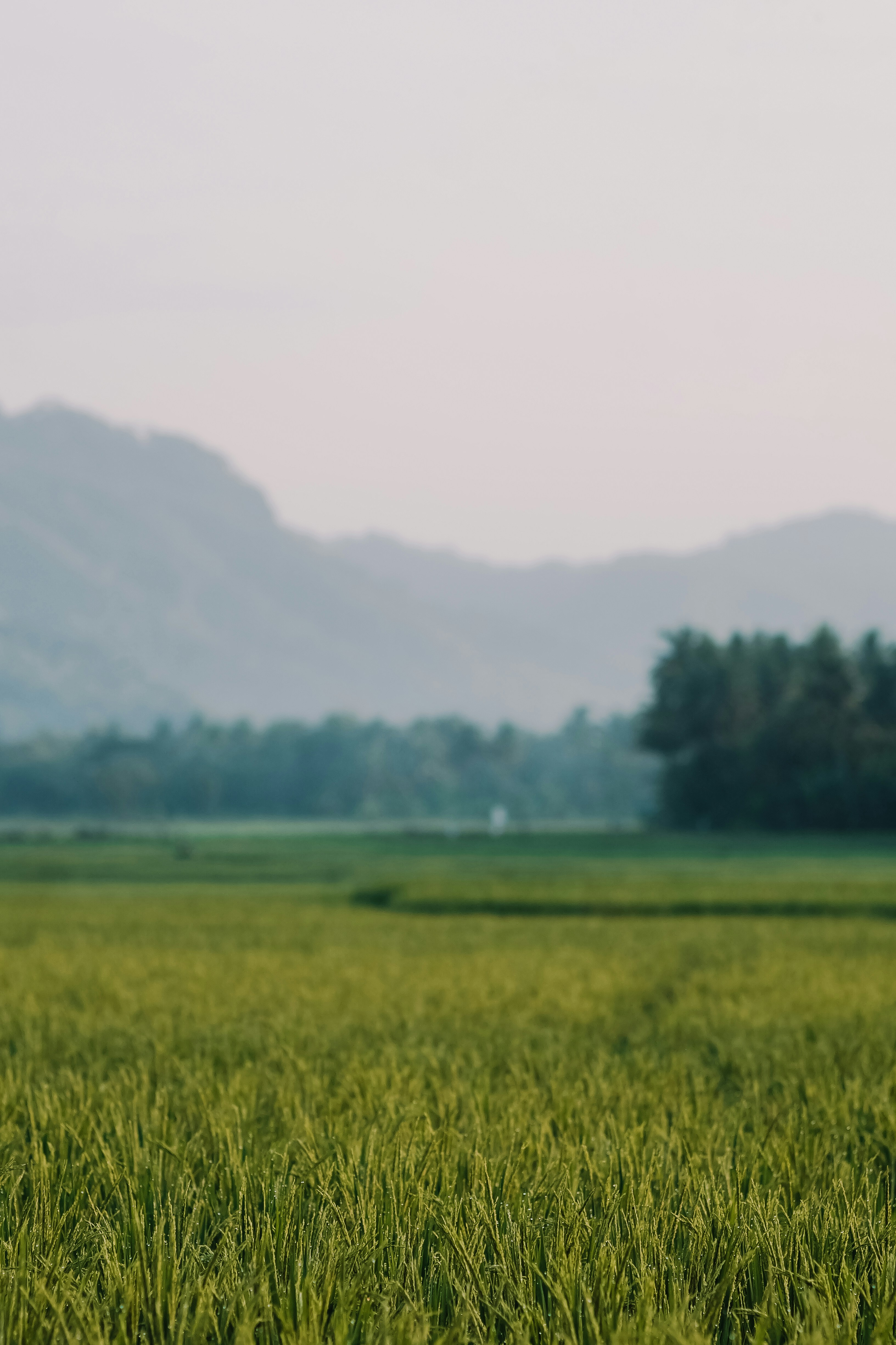 Photo by bangkitristant