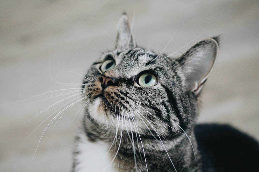 회색 줄무늬 고양이의 근접 촬영 사진