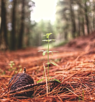 green leaf plant and brown twigs