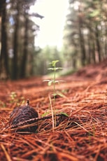 green leaf plant and brown twigs