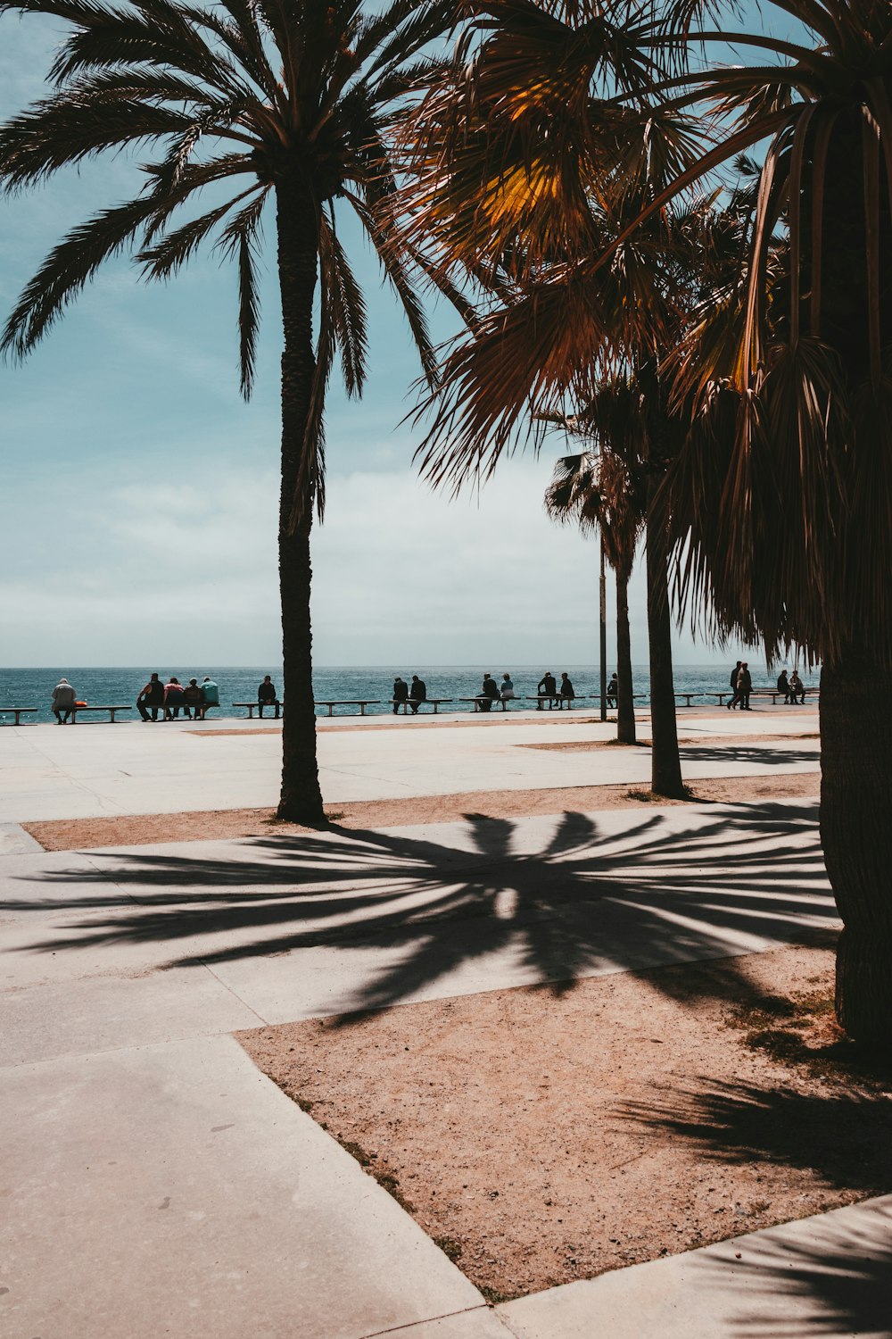 palme da cocco vicino alla spiaggia