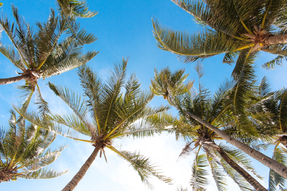 coconut trees photography