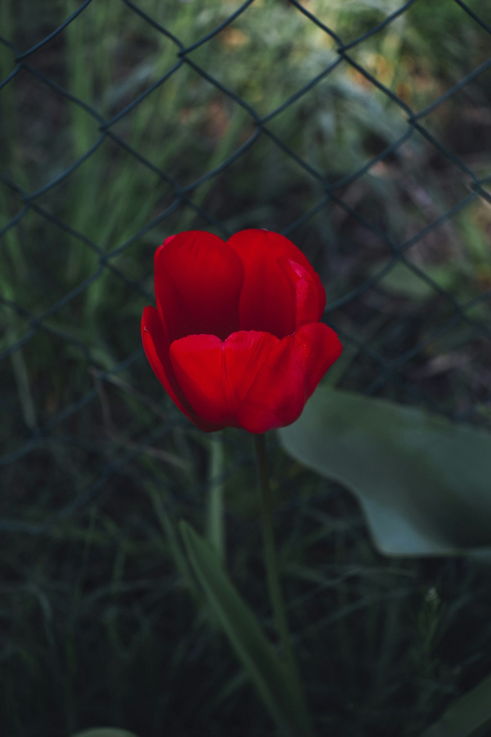 Flor de tulipán rojo