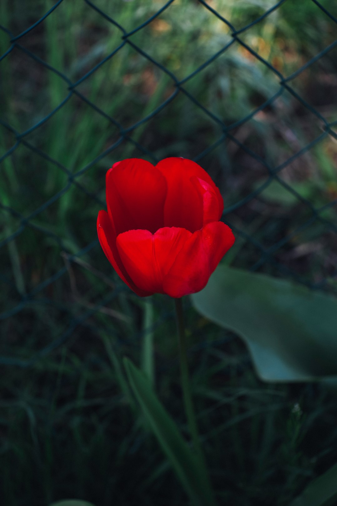 red tulip flower