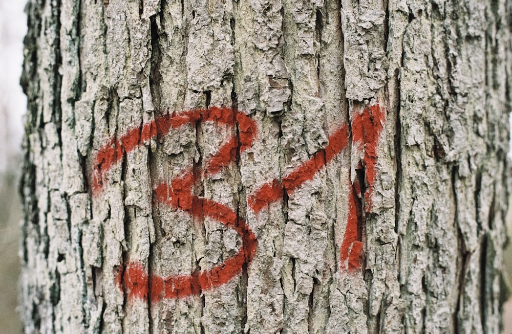numero 31 sul tronco d'albero