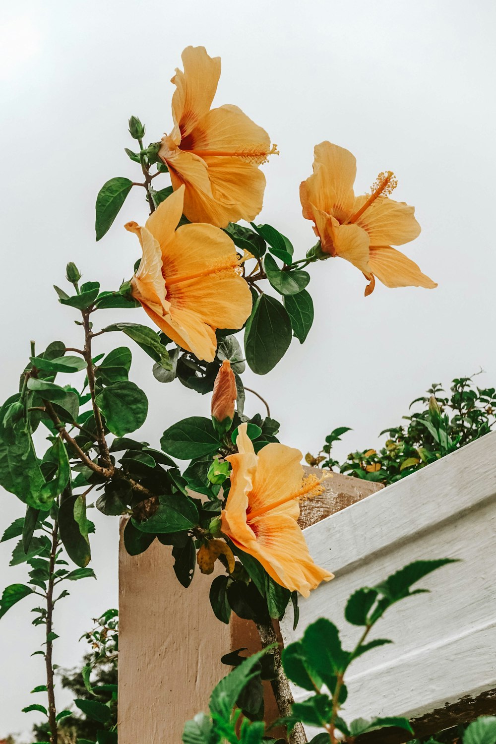 yellow hibiscus flower