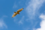 Volunteers releasing a rehabilitated hawk back into the wild under a clear blue sky.