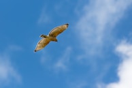 A soaring red-tailed hawk against a clear blue sky.
