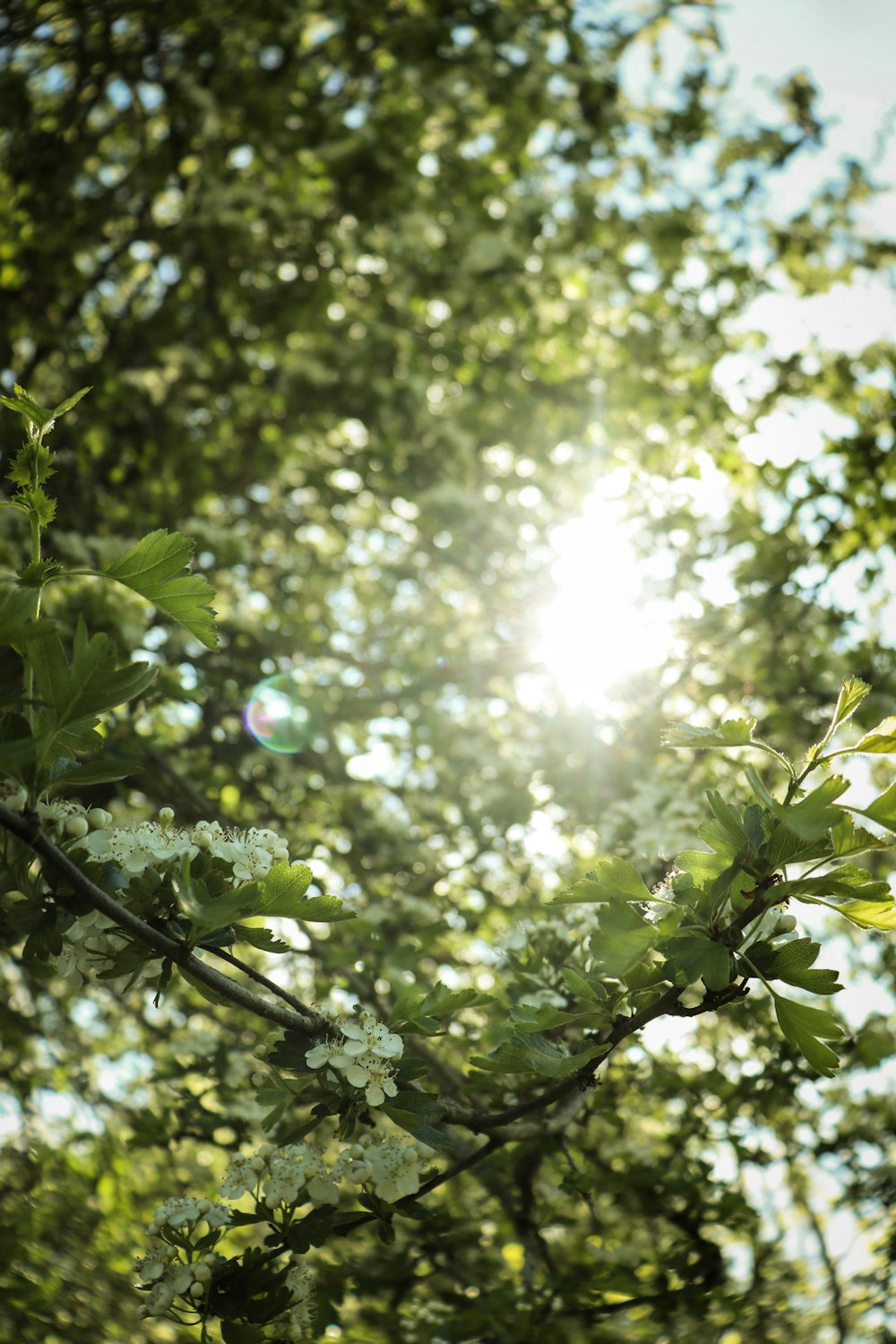 green tree