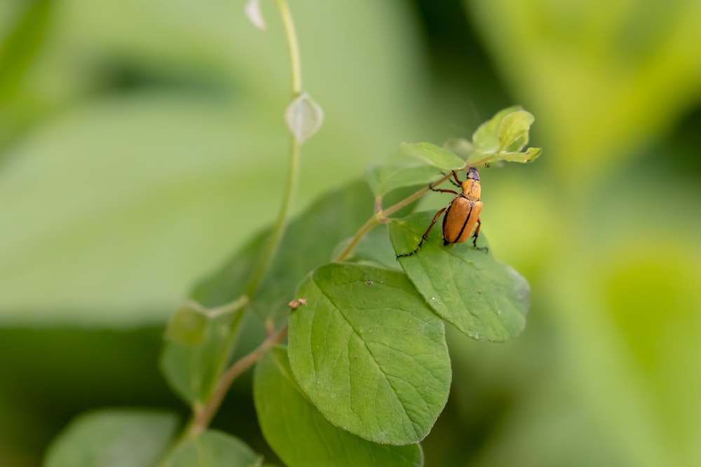 coléoptère sur plante verte