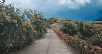 A serene hillside with colorful blooming flowers and a winding path leading to the hotel.