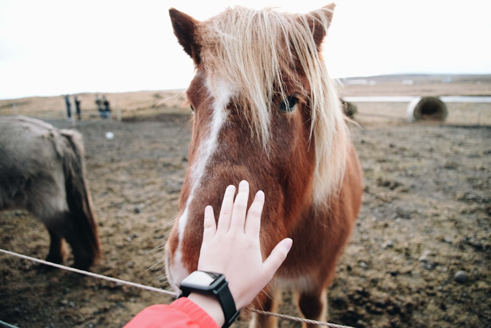 person about to touch a horse