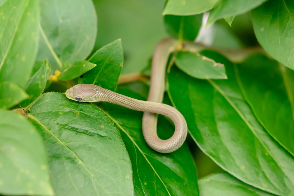 beige snake on leaf