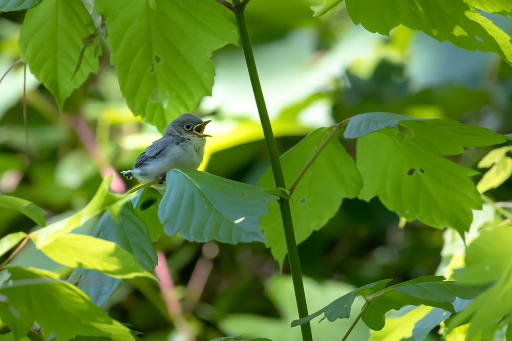 grey and white bird on green-leafed plant