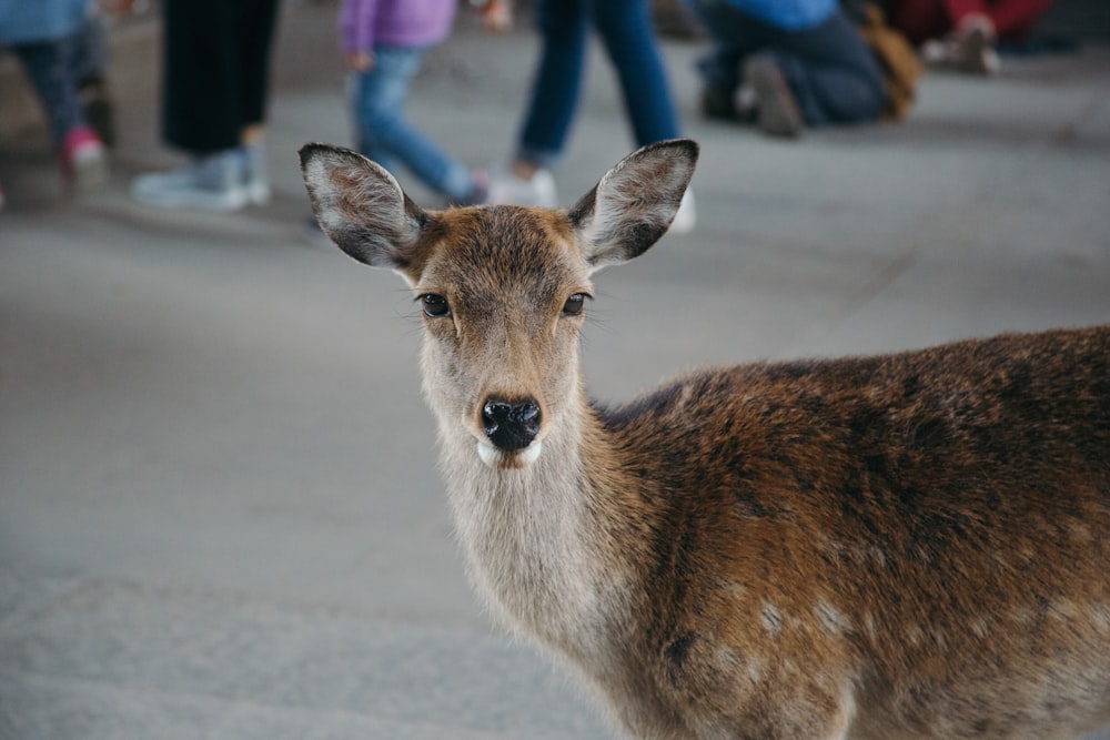 brown deer