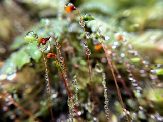 Close-up of water droplets on moss with digital light overlays.