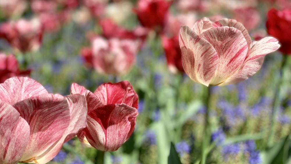 champ de fleurs de tulipes rouges