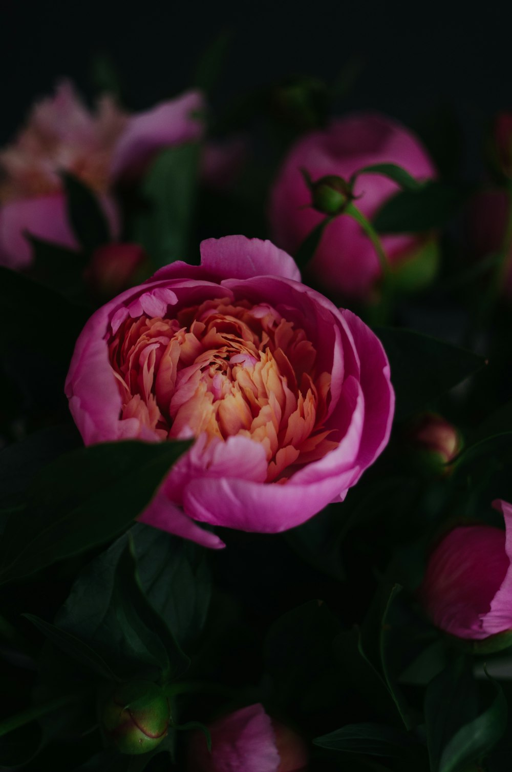 pink and yellow petaled flower