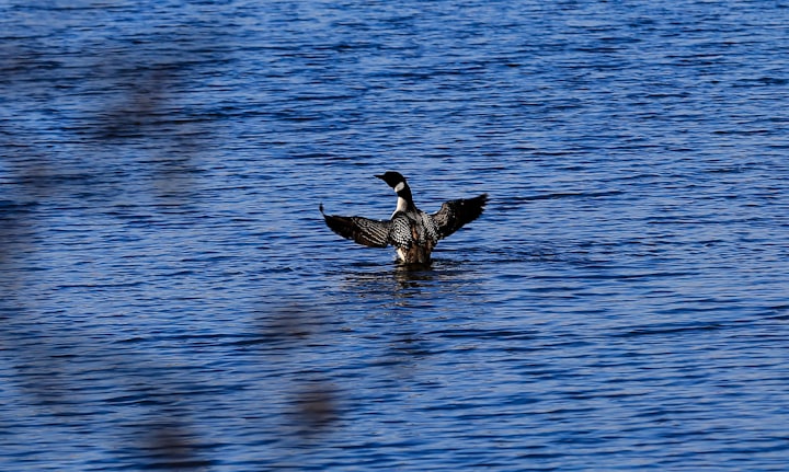 Do You Hear The Loons Calling?