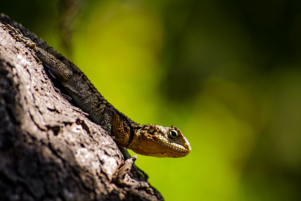 gray and yellow lizard