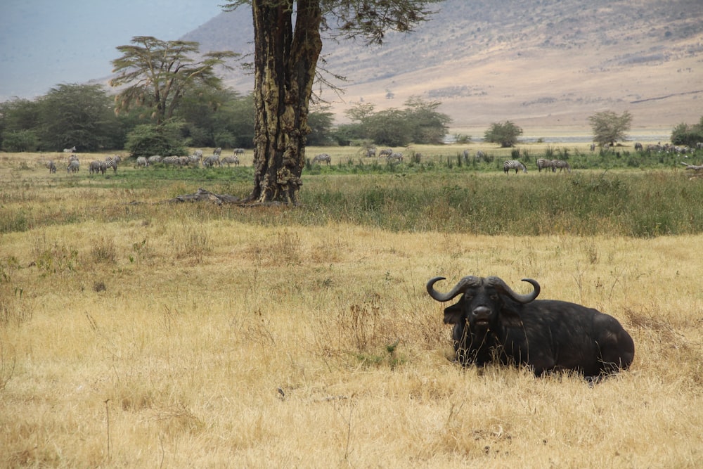 black buffalo near tree