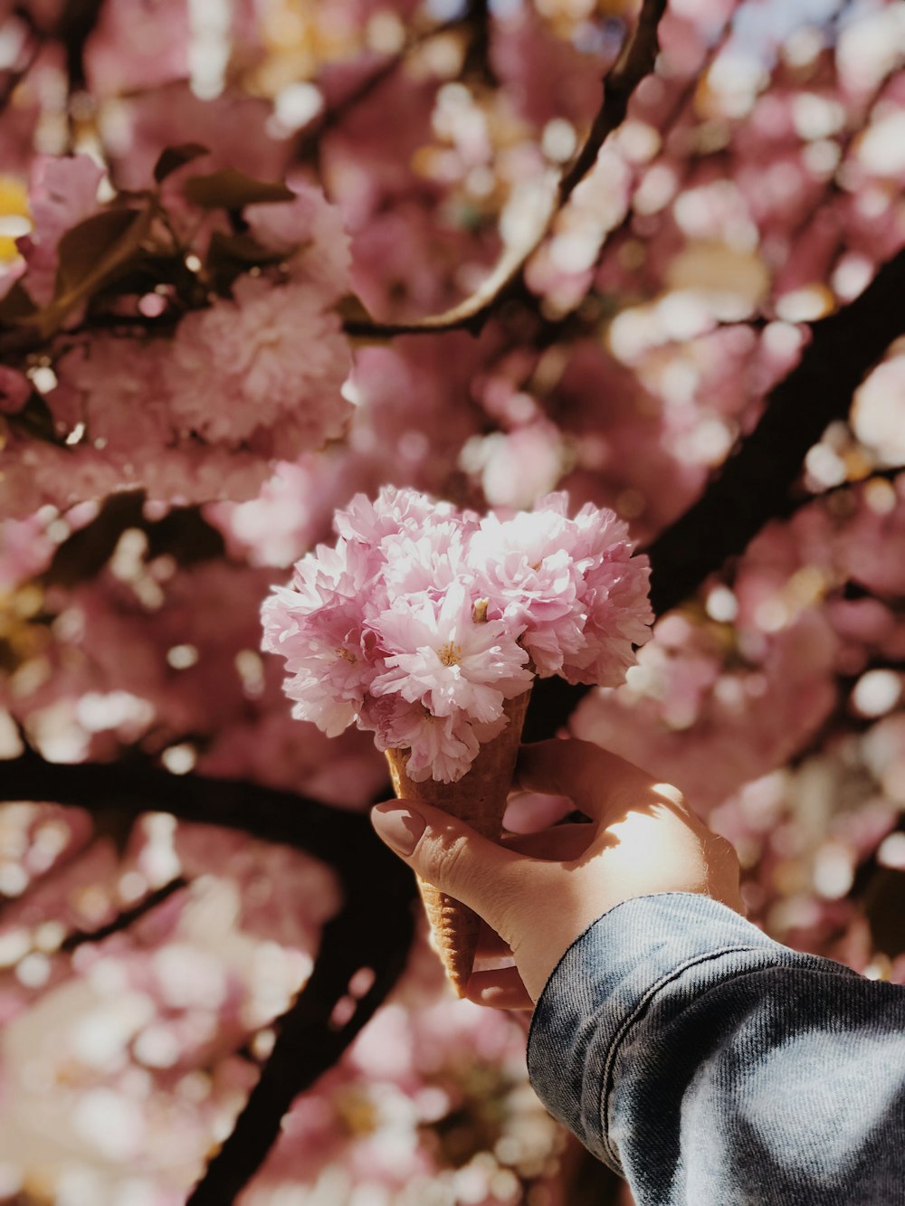 pink flower