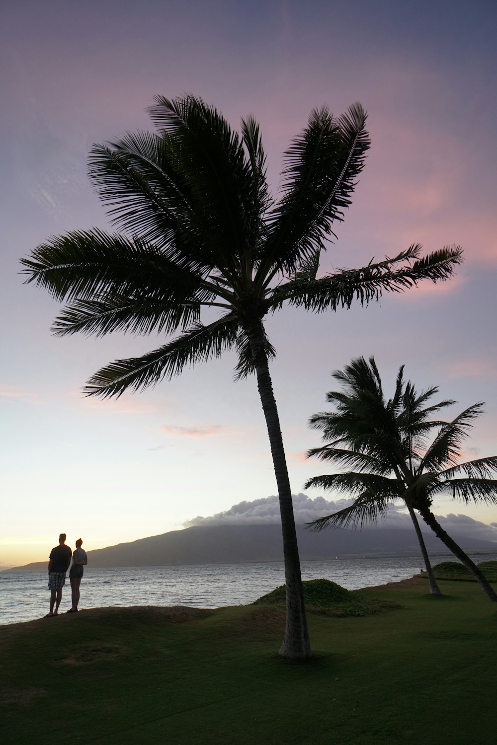 silhouette of two person standing beside palm trees