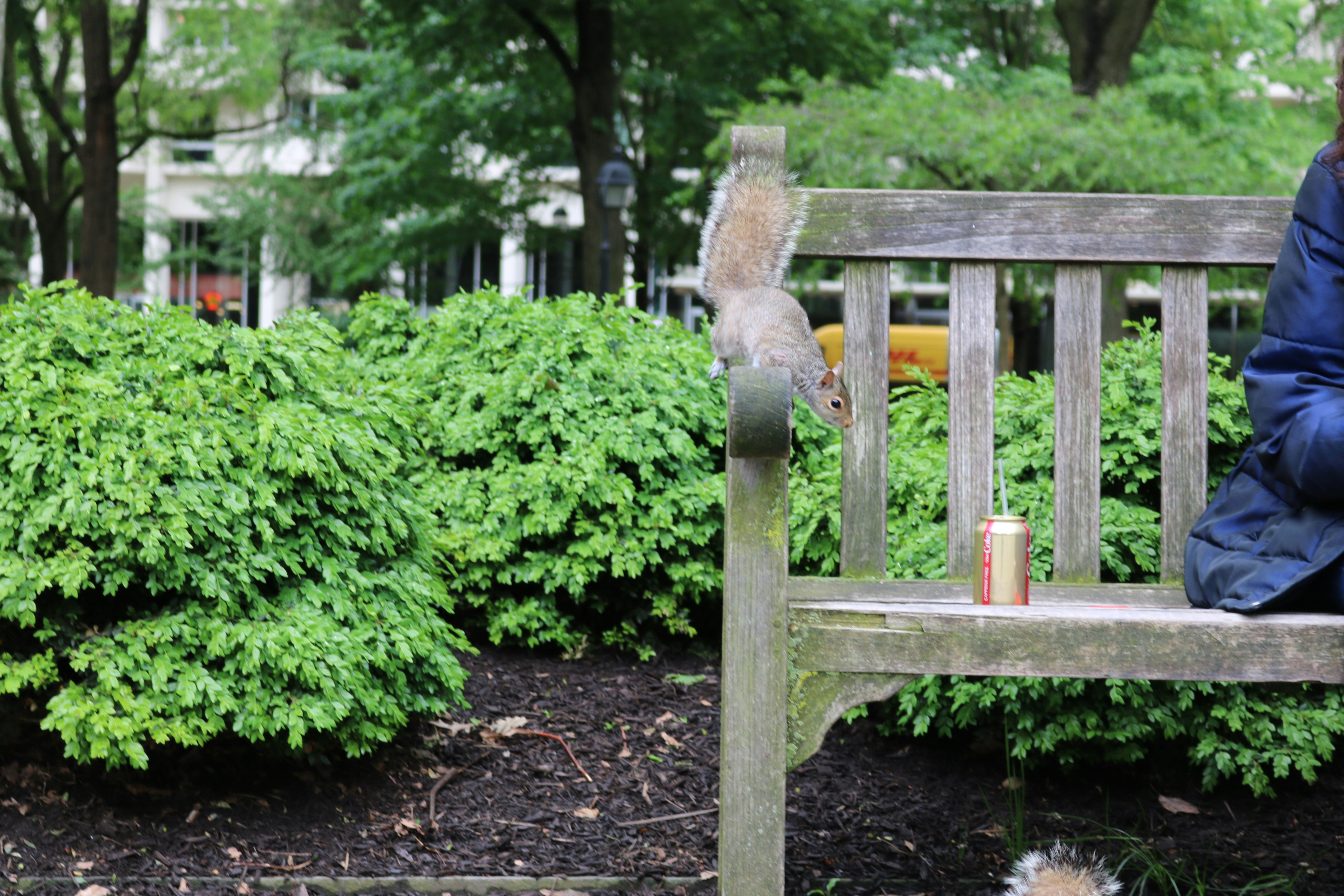 Bench Near Plants Photo Free Furniture Image On Unsplash
