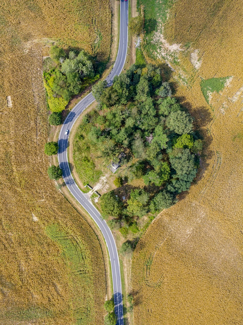foto aérea da floresta perto da estrada