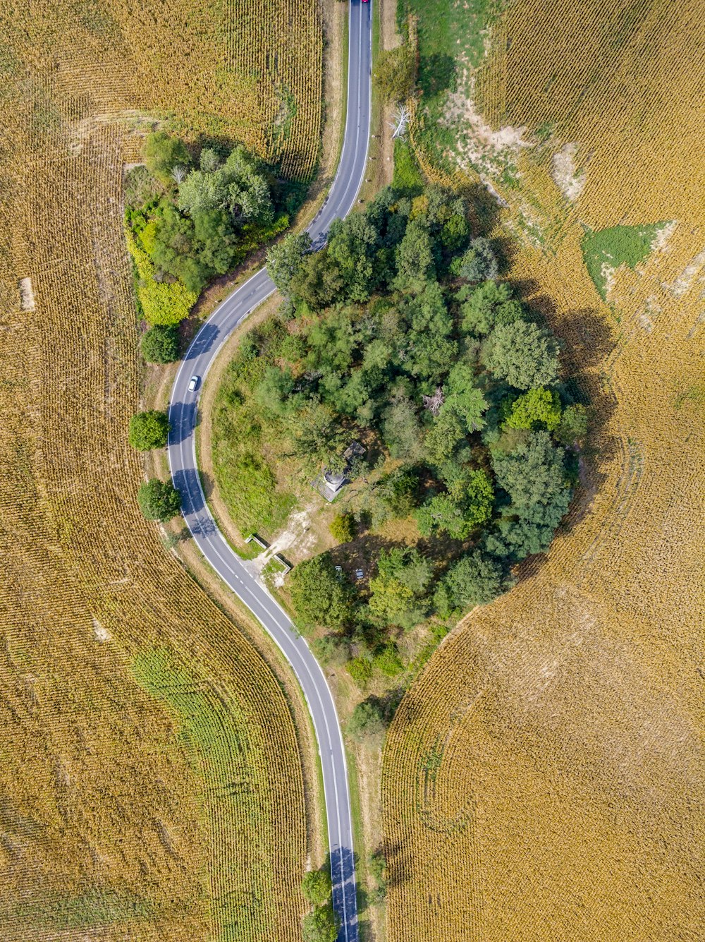 aerial photo of forest near roadway